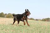 BEAUCERON 160